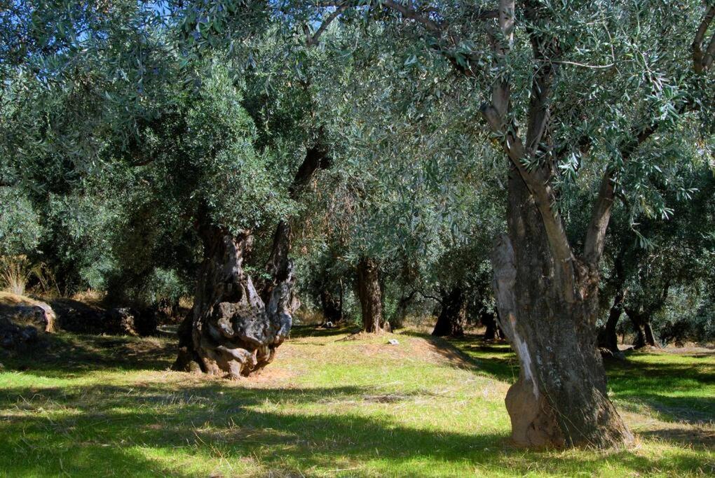 κεντρικό κομψό ήσυχο στούντιο. *